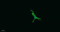 PD-L1 Polyclonal Antibody