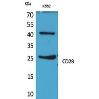 CD28 Polyclonal Antibody