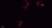 CD284 Polyclonal Antibody