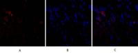 CD284 Polyclonal Antibody