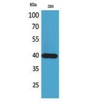 CD294 Polyclonal Antibody
