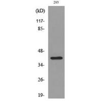 CD294 Polyclonal Antibody