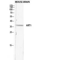 CD296 Polyclonal Antibody
