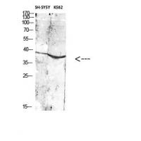 CD296 Polyclonal Antibody