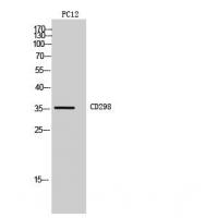 CD298 Polyclonal Antibody