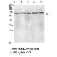 CD299 Polyclonal Antibody