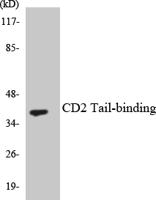 CD2BP2 Polyclonal Antibody