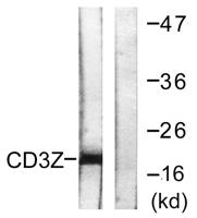 CD3 ζ Polyclonal Antibody