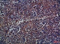 CD300a Polyclonal Antibody