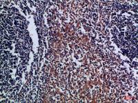 CD300a Polyclonal Antibody