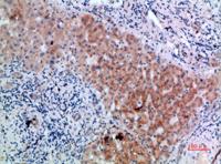CD300b Polyclonal Antibody