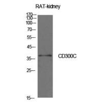 CD300c Polyclonal Antibody