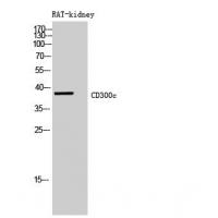 CD300c Polyclonal Antibody