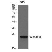 CD300d Polyclonal Antibody