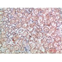 CD300e Polyclonal Antibody