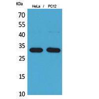 CD300f Polyclonal Antibody