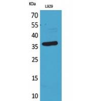 CD300g Polyclonal Antibody