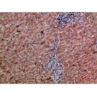 CD303 Polyclonal Antibody