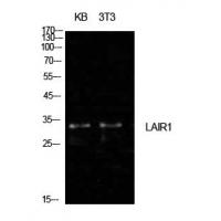 CD305 Polyclonal Antibody