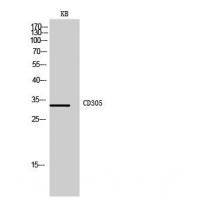 CD305 Polyclonal Antibody