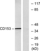 CD30-L Polyclonal Antibody