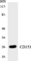 CD30-L Polyclonal Antibody