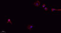 CD31 Polyclonal Antibody