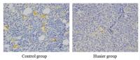 CD31 Polyclonal Antibody