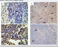 CD31 Polyclonal Antibody