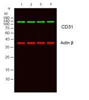CD31 Polyclonal Antibody