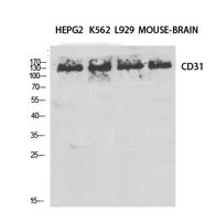 CD31 Polyclonal Antibody