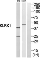 CD314 Polyclonal Antibody