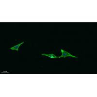 CD315 Polyclonal Antibody