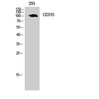 CD315 Polyclonal Antibody