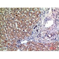 CD315 Polyclonal Antibody