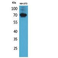 CD316 Polyclonal Antibody