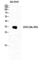 CD32 Polyclonal Antibody