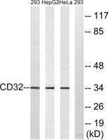CD32 Polyclonal Antibody