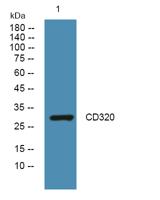 CD320 Polyclonal Antibody