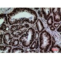 CD328 Polyclonal Antibody