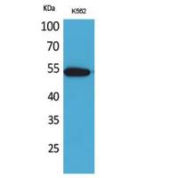 SIGLEC8 Polyclonal Antibody
