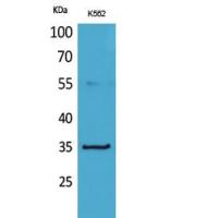 CD32-A Polyclonal Antibody