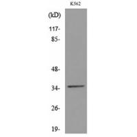 CD32-A Polyclonal Antibody