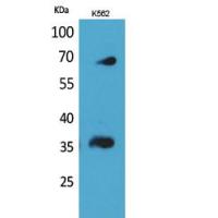 CD32-B/C Polyclonal Antibody
