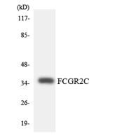 CD32-C Polyclonal Antibody