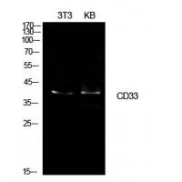 CD33 Polyclonal Antibody