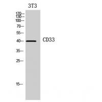 CD33 Polyclonal Antibody
