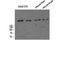 CD35 Polyclonal Antibody