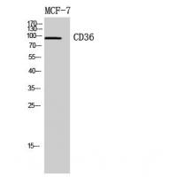 CD36 Polyclonal Antibody