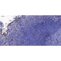 CD36 Polyclonal Antibody